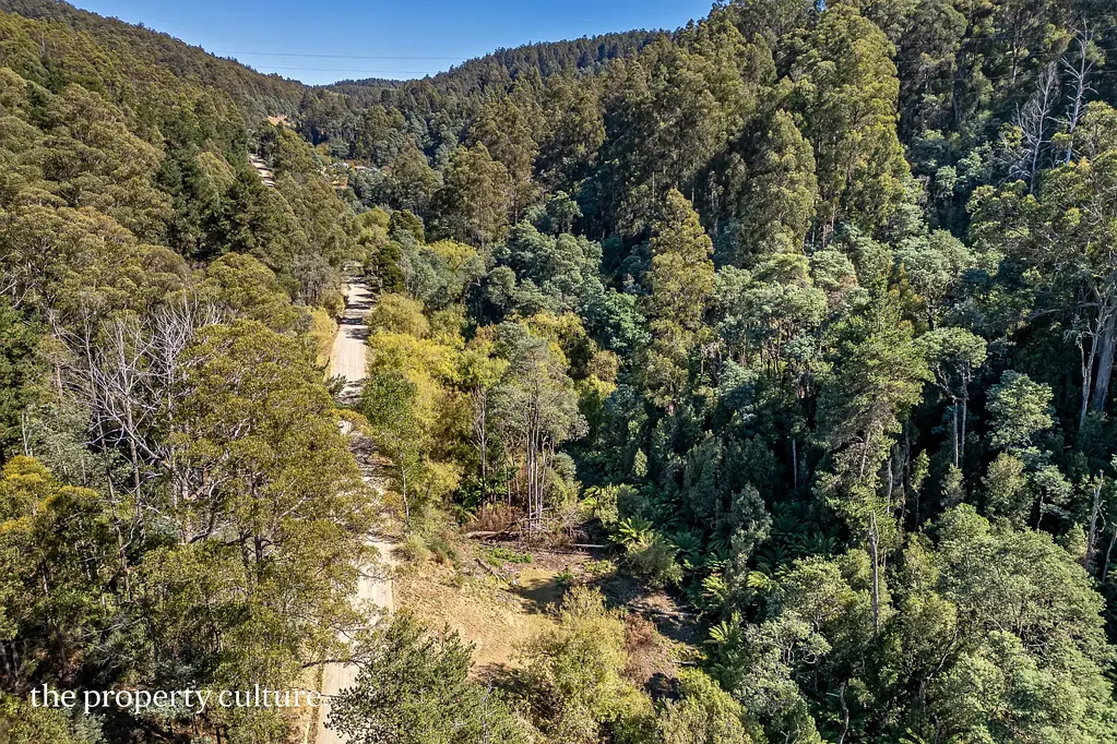 Franklin Your Own Slice of Native Forest