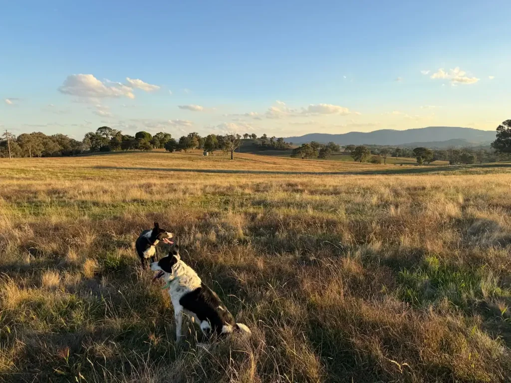 Binalong Camerons Hill