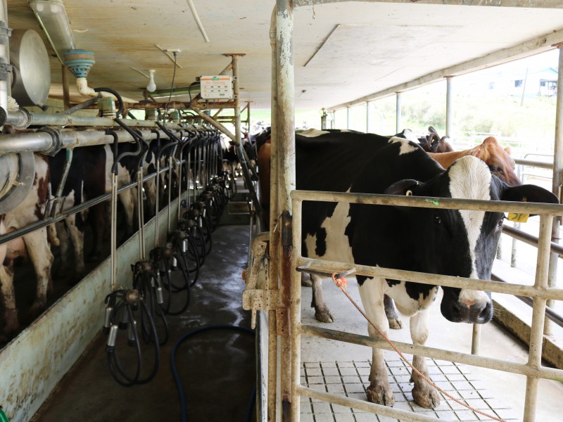 95 Waller Road, Arapohue, Kaipara, 0 phòng ngủ, 0 phòng tắm, Dairy