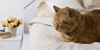 新规生效！新西兰租房规则迎重大变化