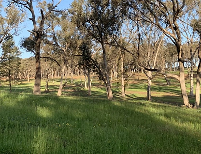 . Holbrook Wagga Road, Cookardinia, Riverina, 0 غرف, 0 حمامات, Lifestyle Property