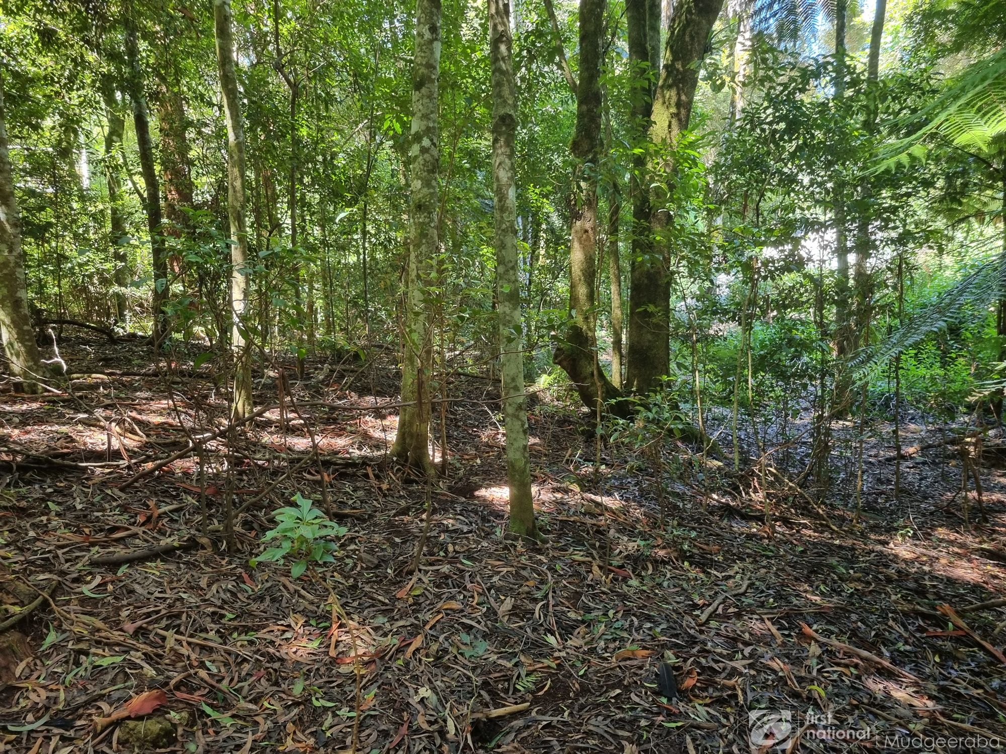 2713 SPRINGBROOK RD, SPRINGBROOK QLD 4213, 0房, 0浴, Section