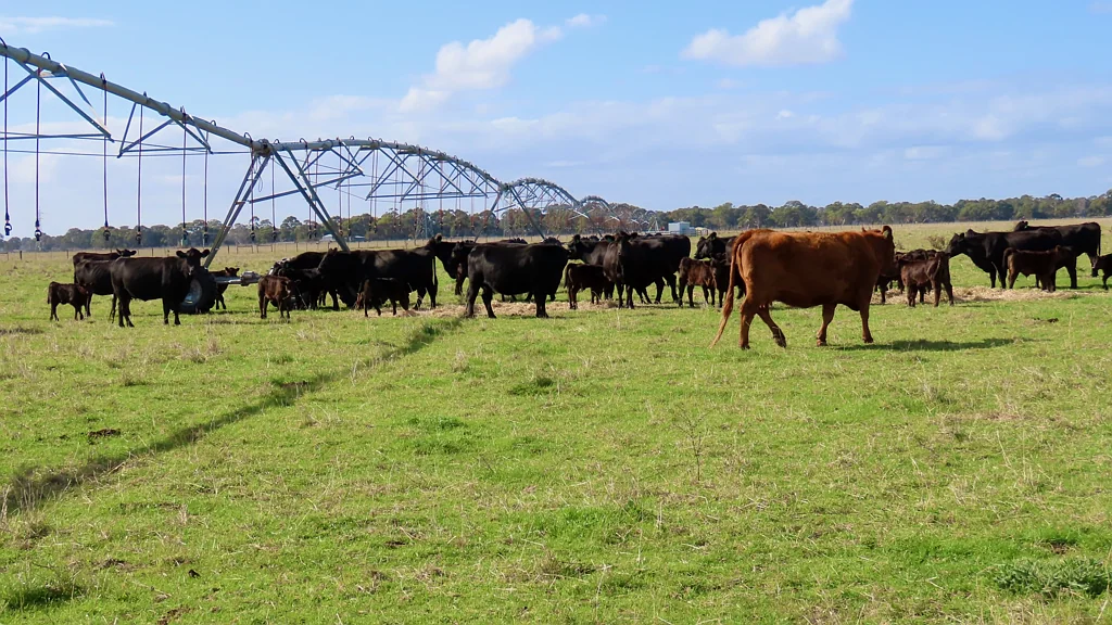 Penola 'The Grass' $6,200,000