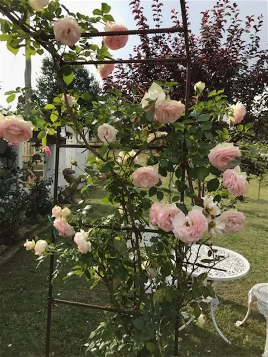 Bombala House For Rent  With Paddock Area