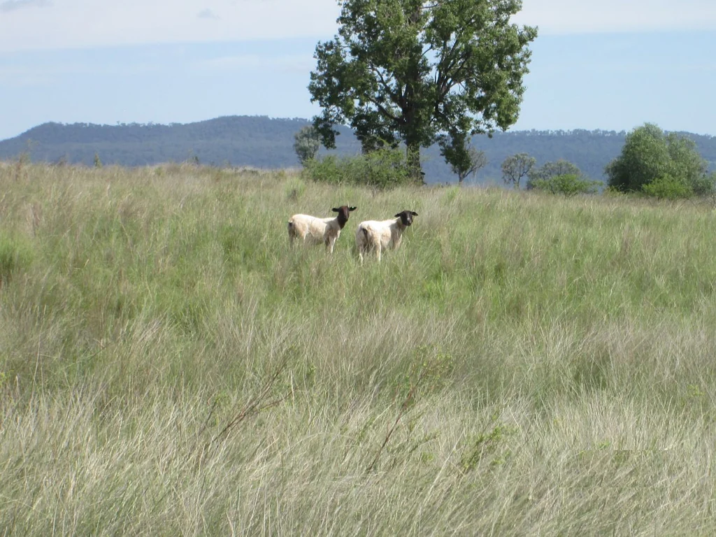 Warialda GRAZING PROPERTY