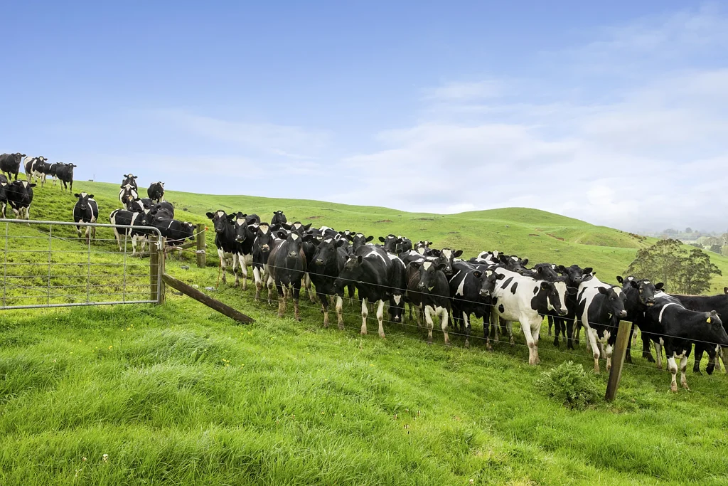 Morrinsville Scale, location and versatility