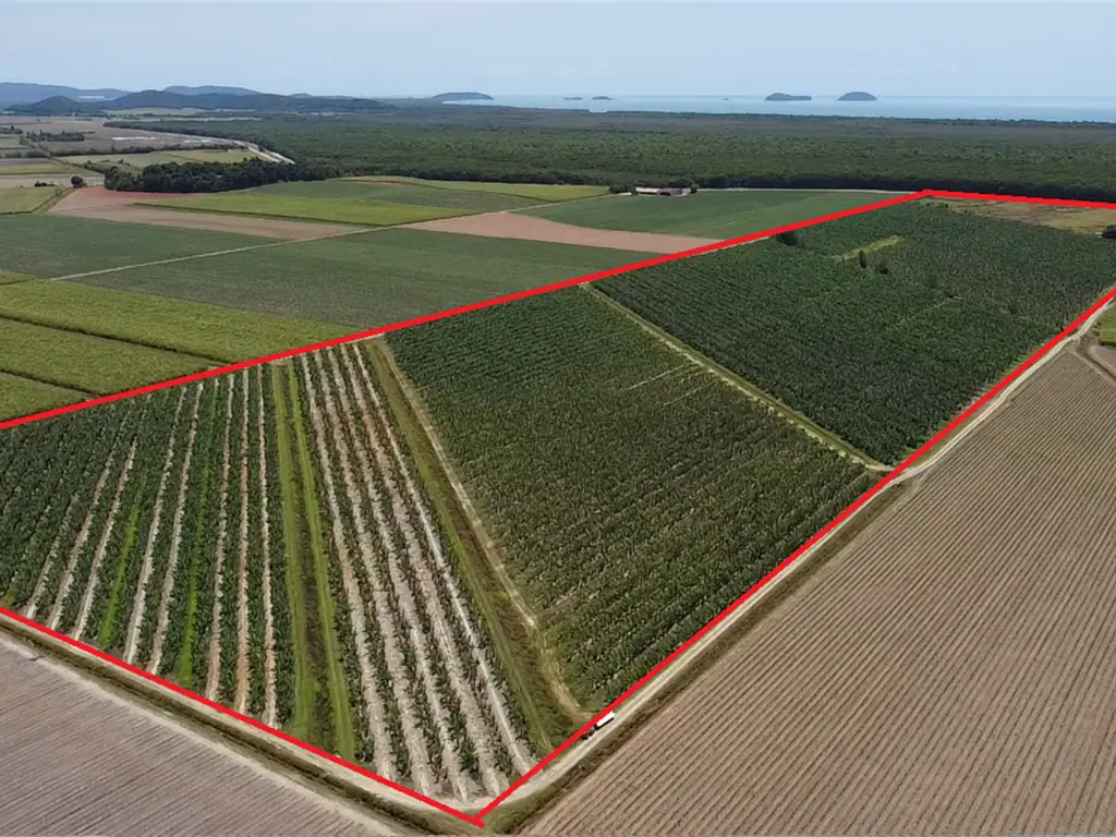Kurrimine Beach  BANANA FARM