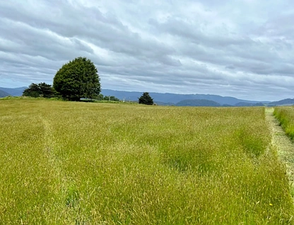 29371 Tasman Highway, Weldborough, Launceston and North East, 0 રૂમ, 0 બાથરૂમ, Section