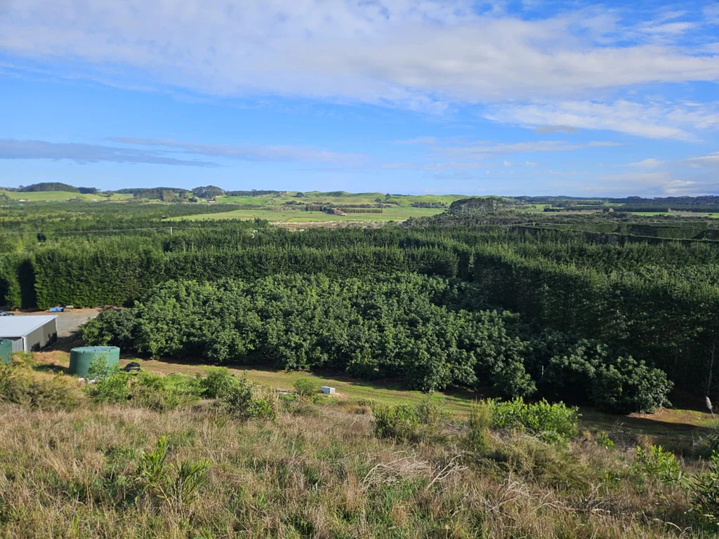 Awanui LIFESTYLE BLOCK & AVOCADO ORCHARD