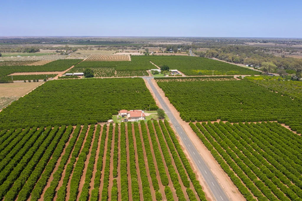 Curlwaa  QUALITY CITRUS HOLDING - 150 Acres (approx.)