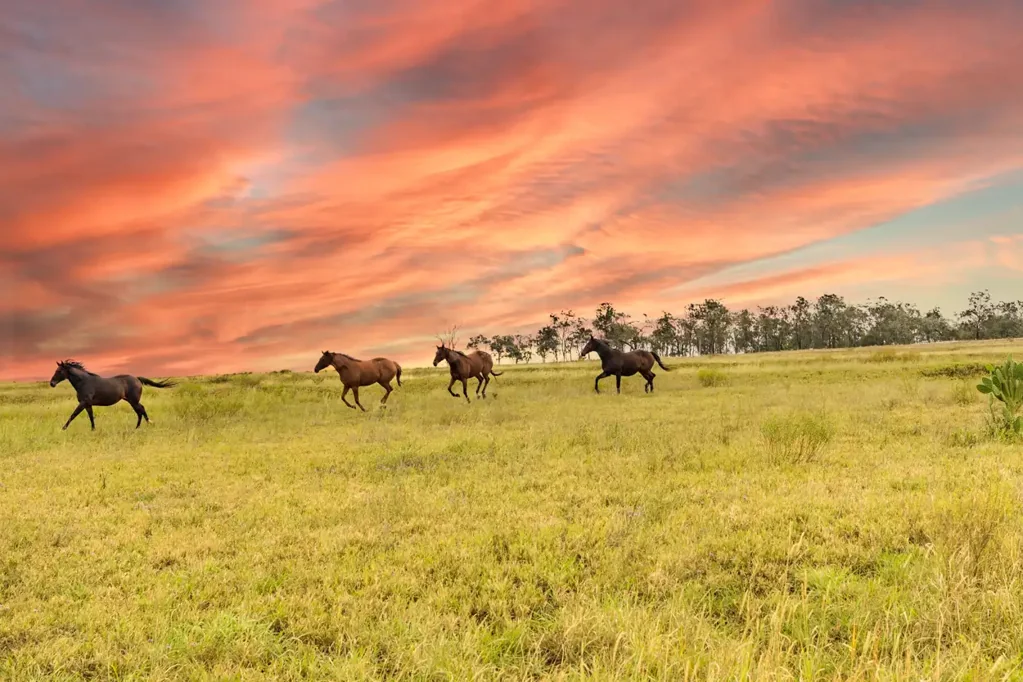 Southbrook  61 Acres of Endless Potential