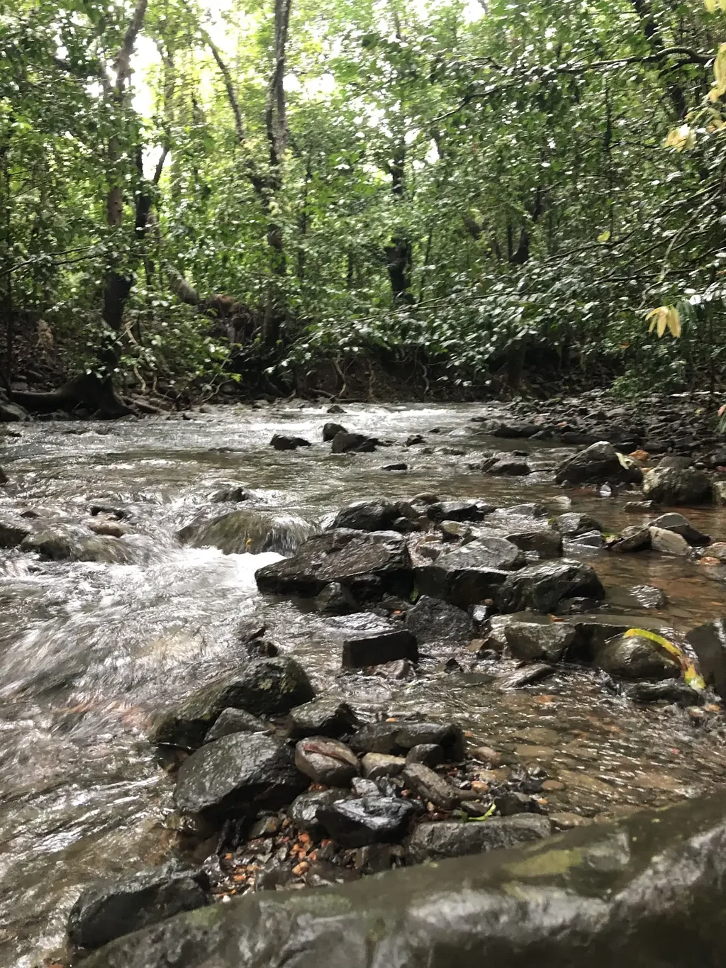 Cape Tribulation Rare Elevated 1.48ha Rainforest Acreage Privacy, Access & Location