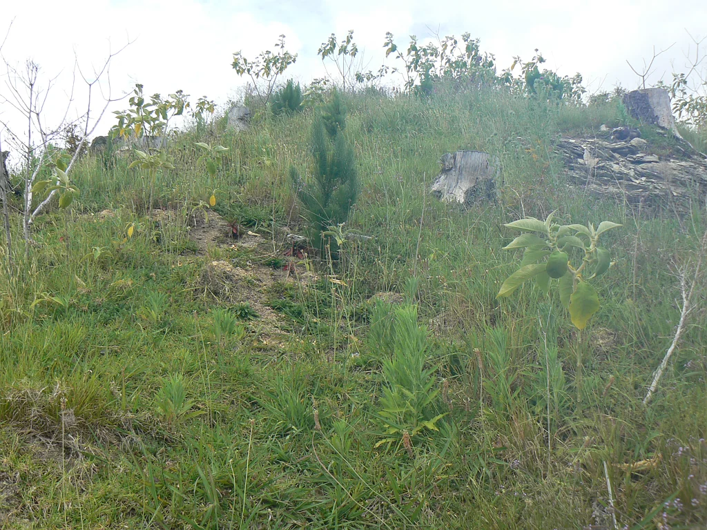 Mangamuka LOT 6 - Forestry Block Entered in the ETS