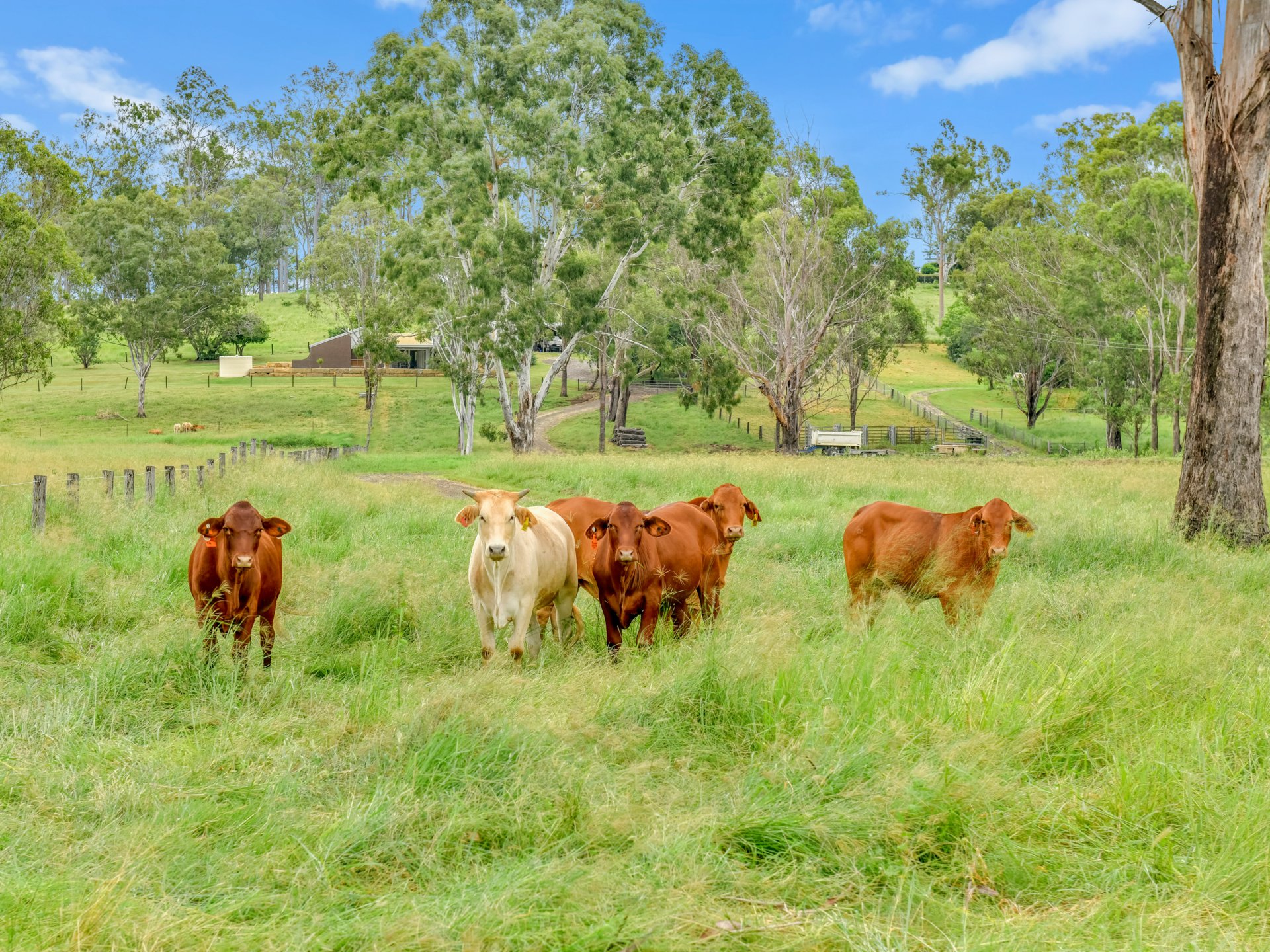 49 PENOLA RD, ALLENVIEW QLD 4285, 0 phòng ngủ, 0 phòng tắm, House