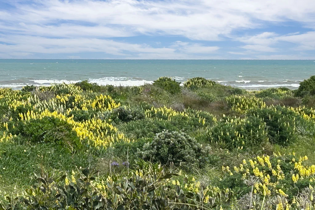 Waitarere Beach 2ਬੈੱਡਰੂਮ Beachfront Bliss - Your Perfect Coastal Escape