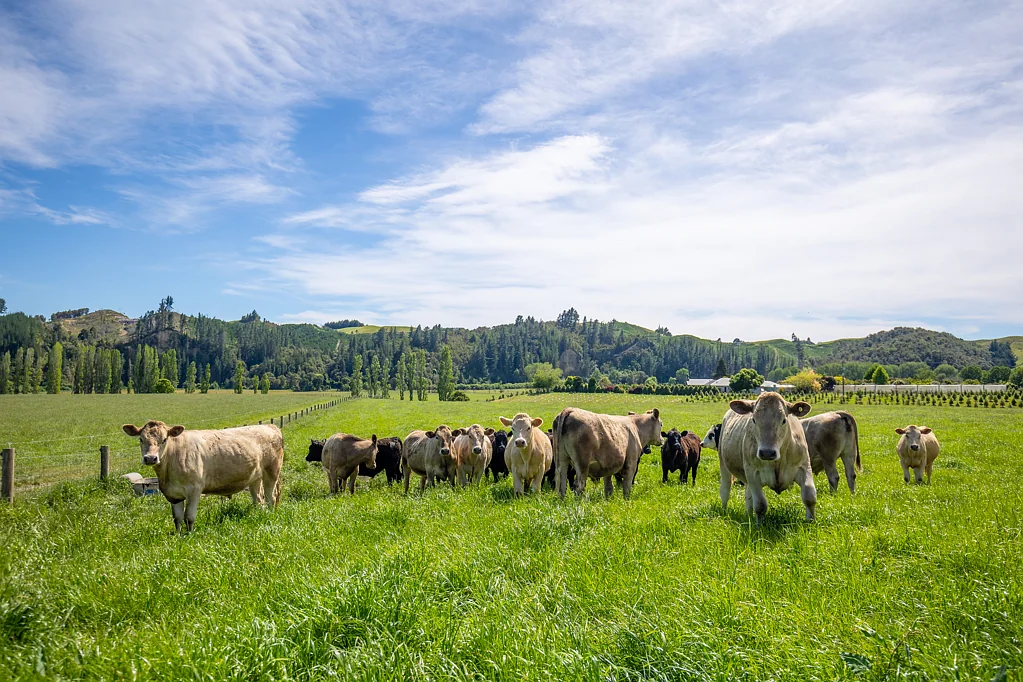 Dovedale Incredible Lifestyle with Grazing