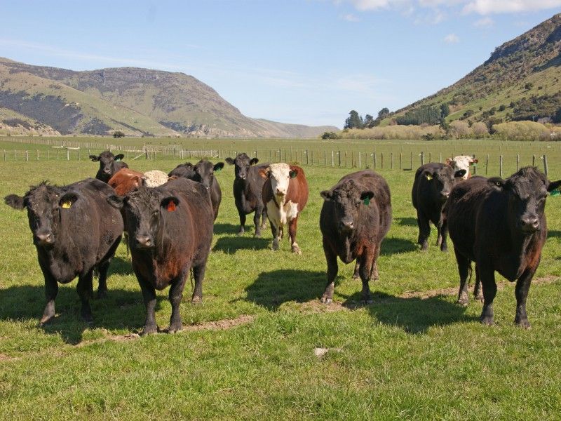 Rural Banks Peninsula