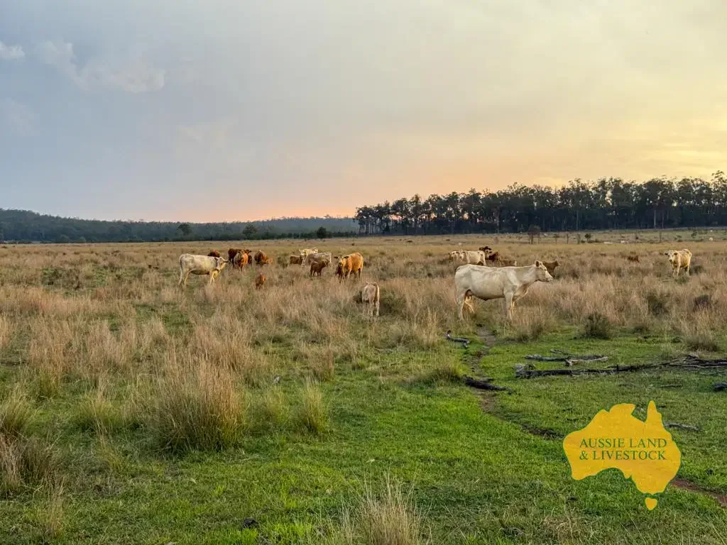 Monogorilby  Productive Grazing Property with Secure Water for 90-100 breeders