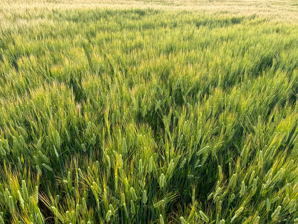 West Wyalong For Lease 'Kaisar Hill' 870 acres