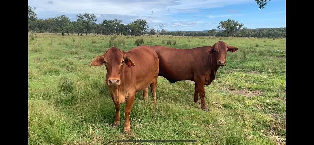 Inverell 5Kwarto Productive Stock Property