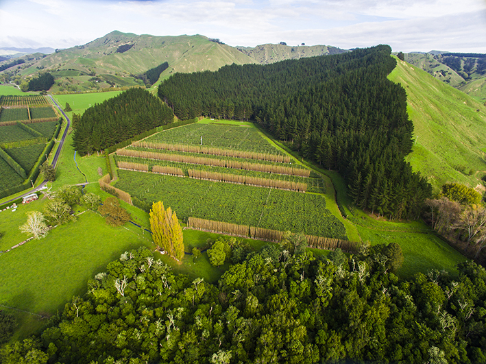 374 Papatu Road, Manutuke, Gisborne, 5房, 0浴