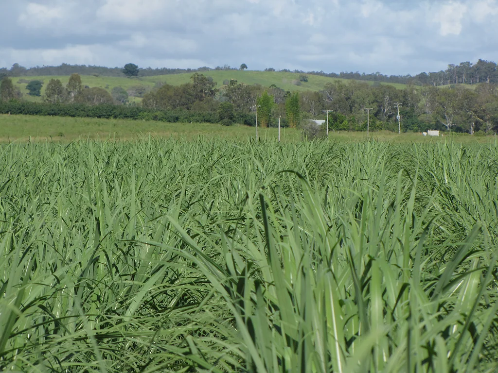 Skyring Reserve  Sugar cane land