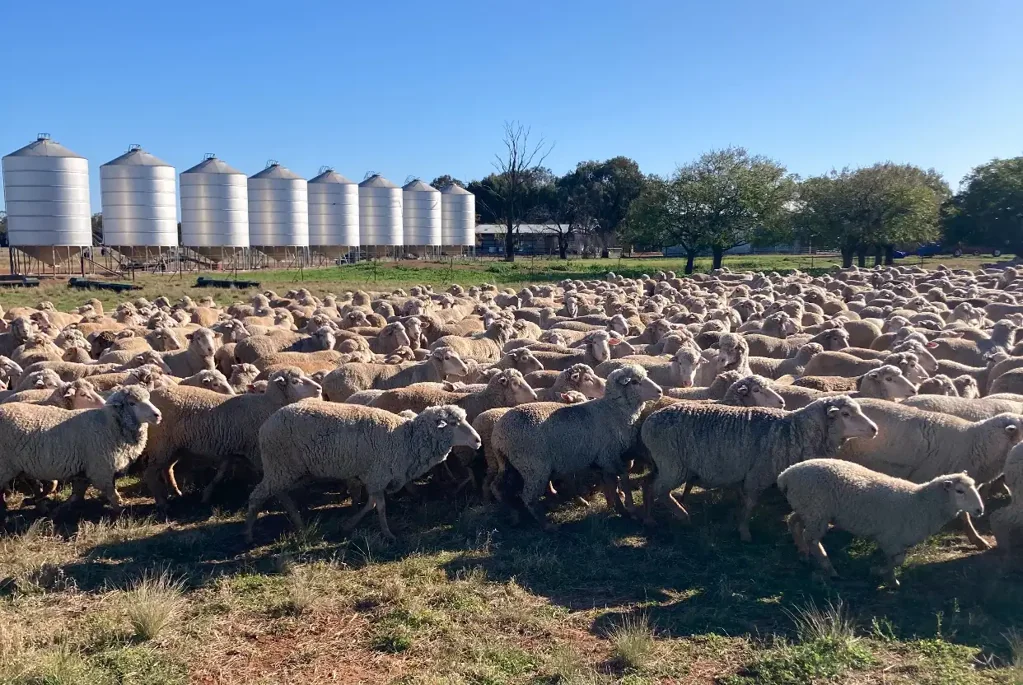513 Condobolin - Trundle Road, Trundle, NSW 2875