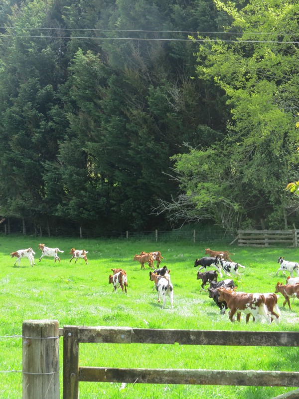 76 Spencer Road, Lake Tarawera, Rotorua, 0 Kuwarto, 0 Banyo