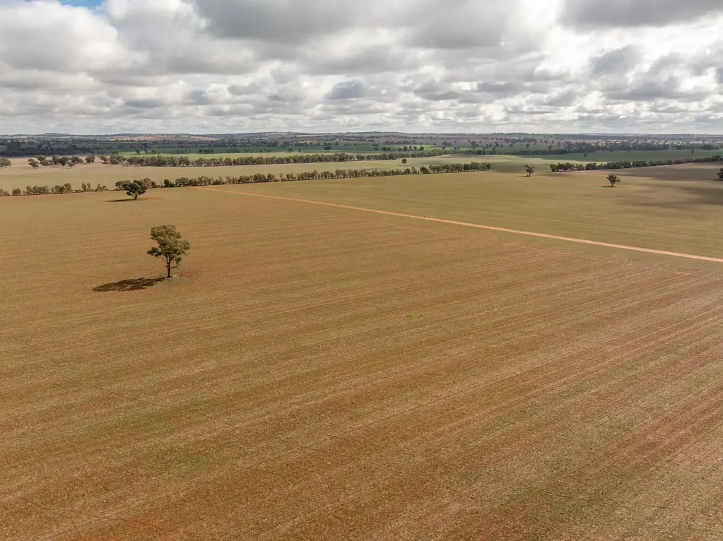 Old Junee  "Millbank South" - Premier 270ha Riverina Farming Opportunity