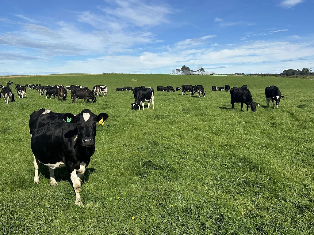 Riverton & Surrounds Optimal scale dairy with consistent production