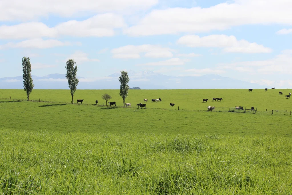 Temuka Proven, productive and versatile
