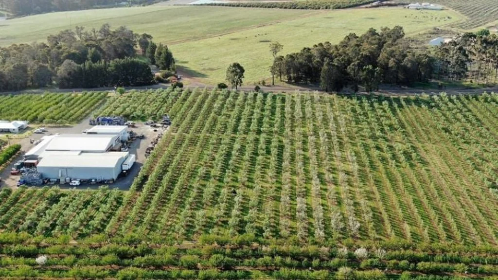 Jardee Guadagnino Orchards