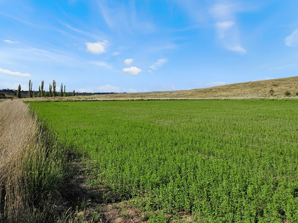 Cow Flat ?Lee Home? 23.31 acres*