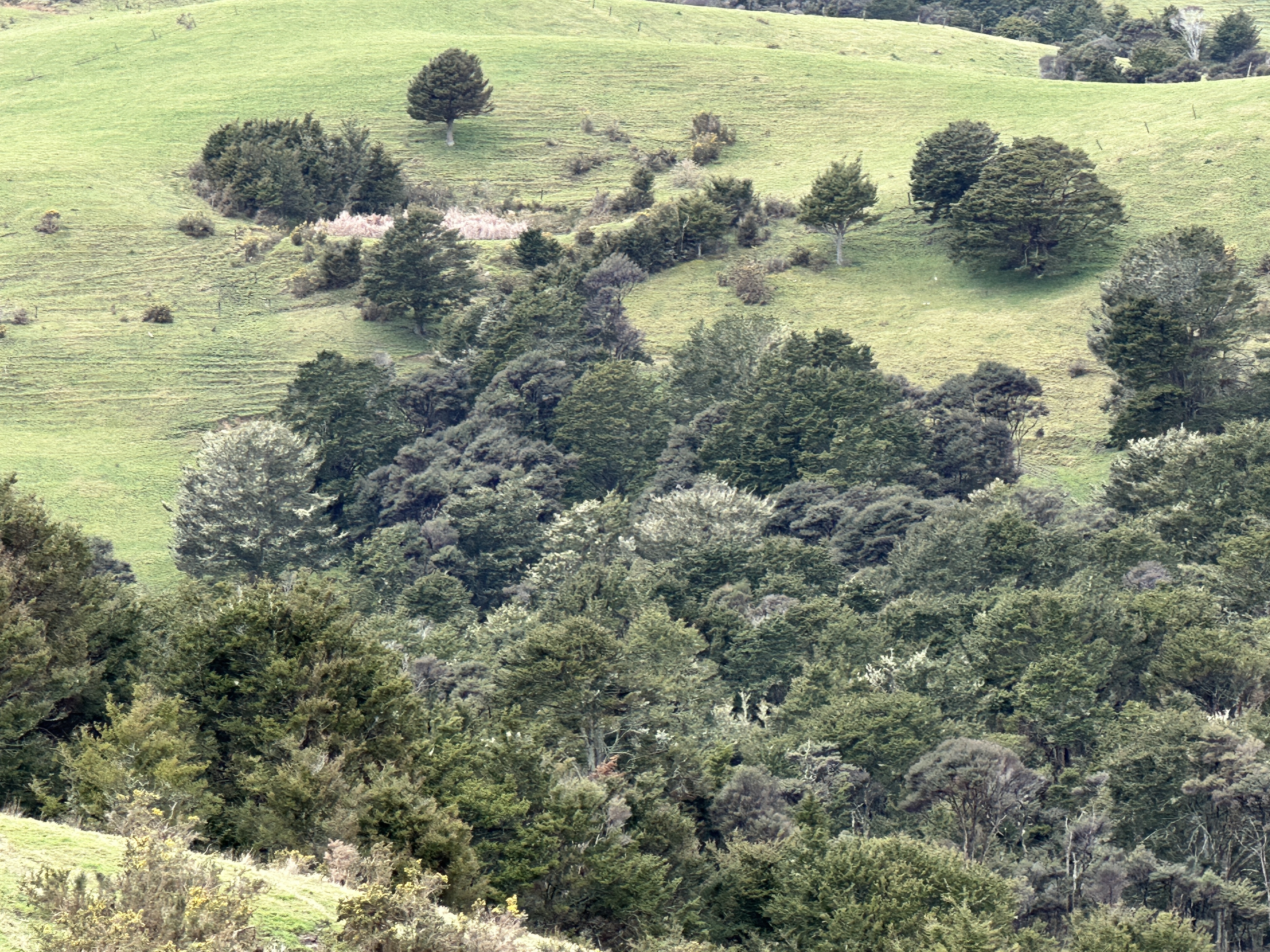 Bently Road, Ruawai, Kaipara, 0 phòng ngủ, 1 phòng tắm, Grazing