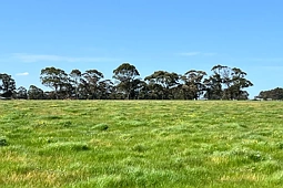 LOT 246 STAGE 2 - Albany Views Private Estate - Albany Views Private Estate, Albany