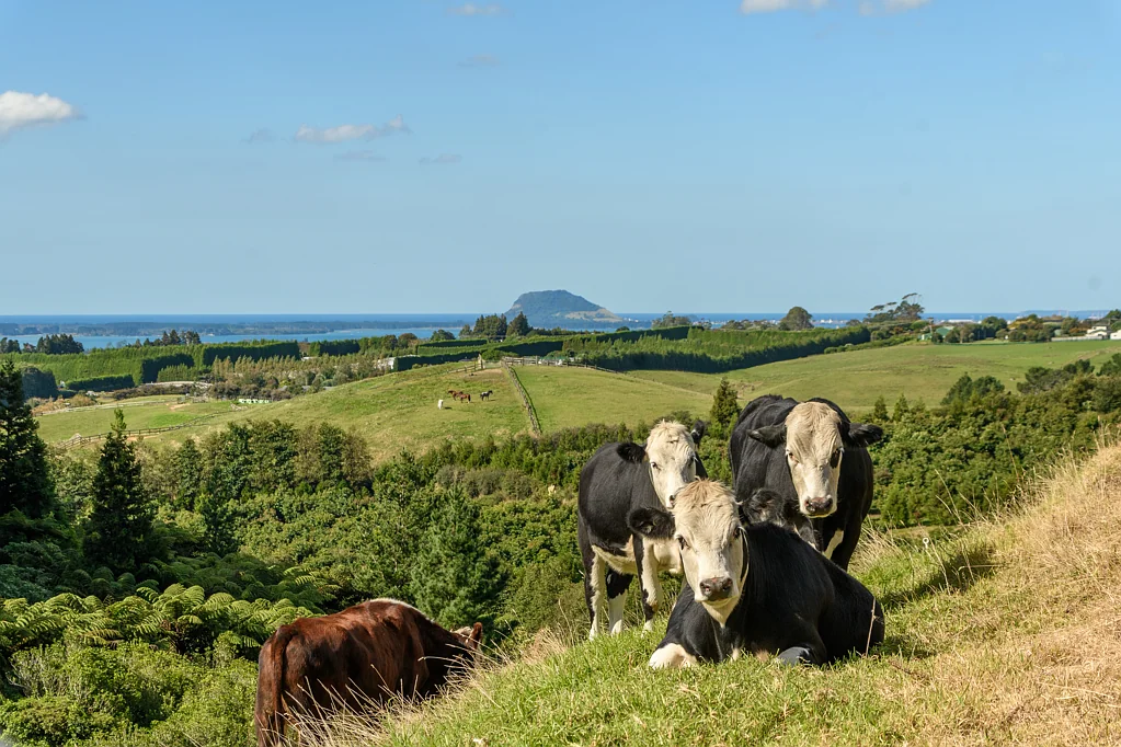 220 Ross Road,, Whakamarama, Western Bay of Plenty, Bay of Plenty