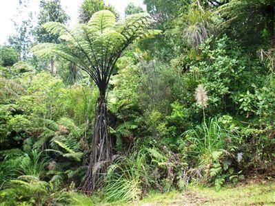 1621 The 309 Road, Kaimarama, Coromandel, 1 Schlafzimmer, 0 Badezimmer