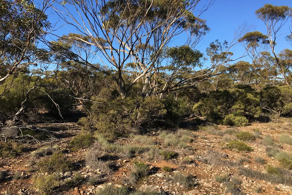Cungena  Bush Block close to Cungena