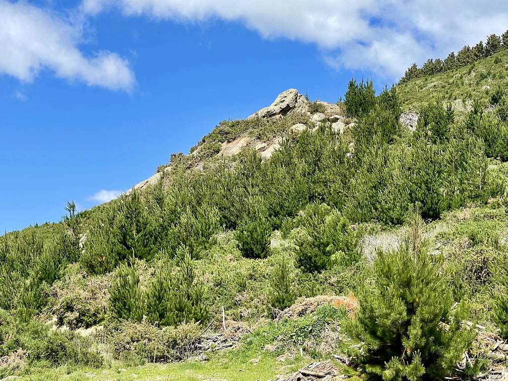 Oamaru Forest Setting Minutes to Town