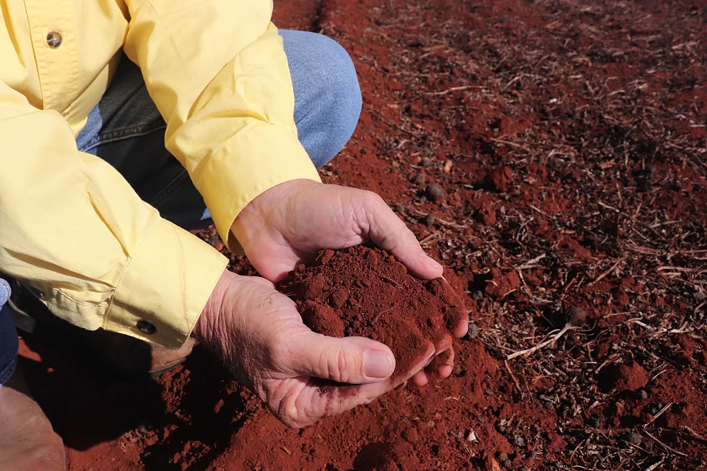 Kingaroy 'Josephs' - A+ Red Soil