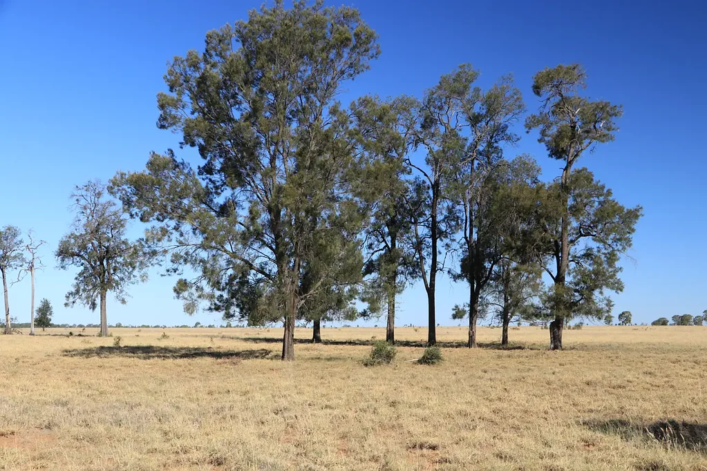 Roma Income Producing - 306 Ha - Vacant Land