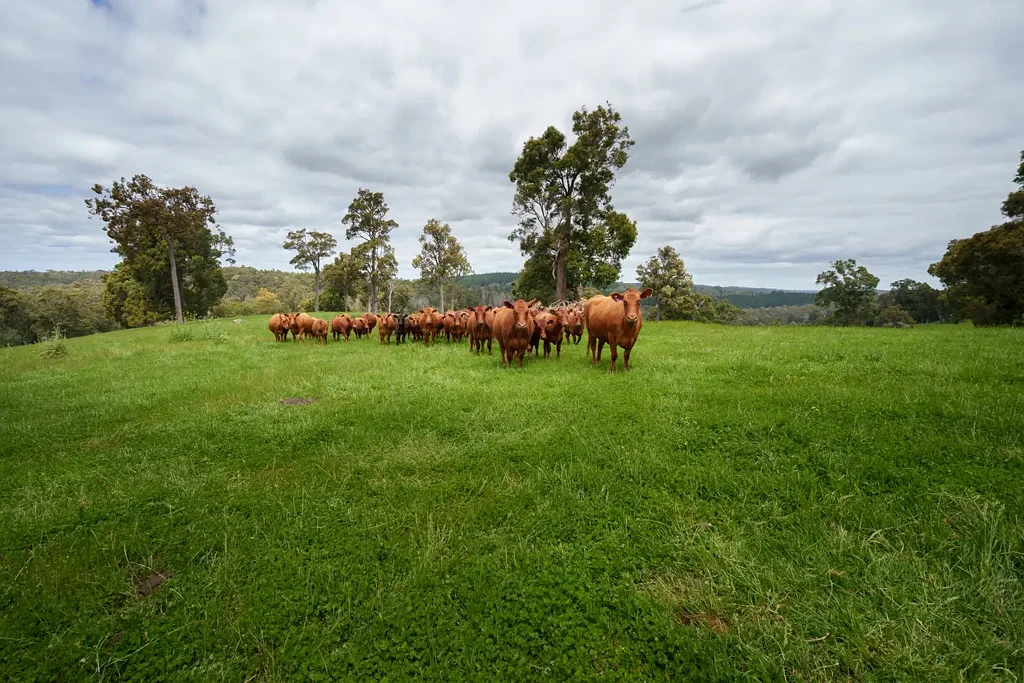 Lot 4 Kammann Road (Upper Warren), Manjimup, WA 6258