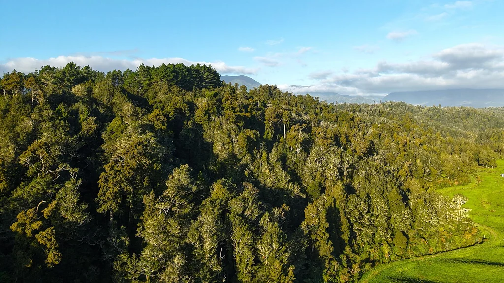 Karamea Old Growth Native Forest