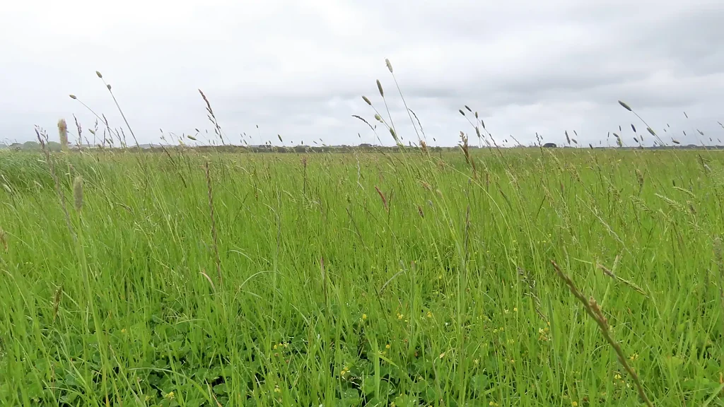Macarthur An Evergreen Grazing Powerhouse