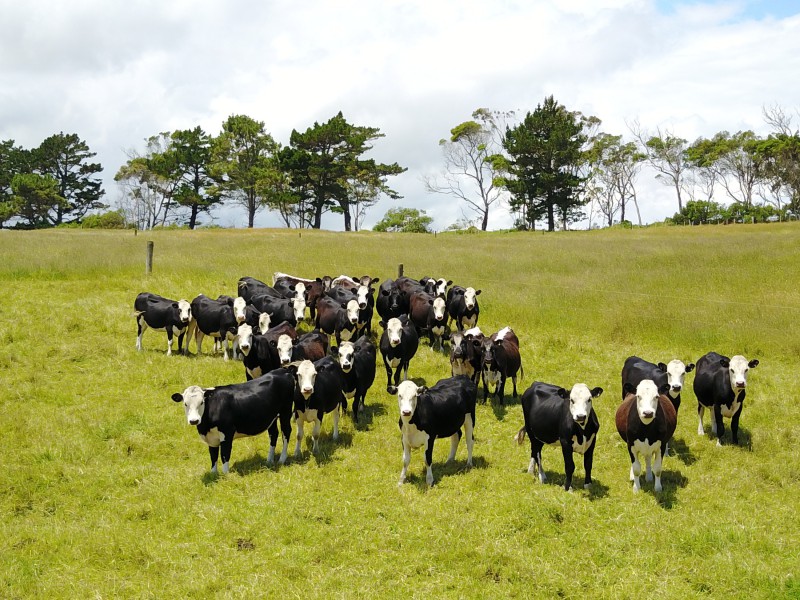 West Road, Te Kopuru, Kaipara, 0房, 1浴