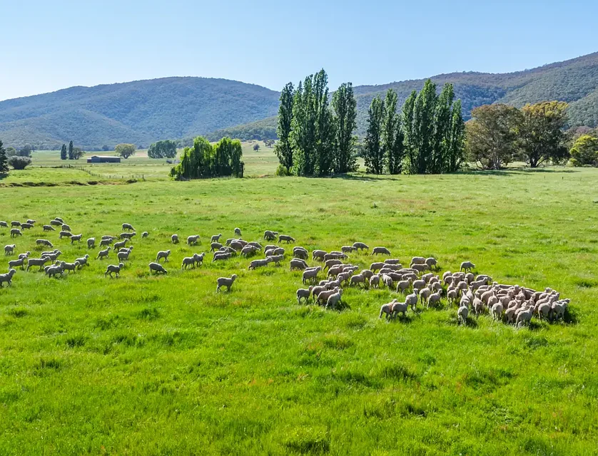 60 Darmodys Road, Leneva, VIC 3691, 3部屋, 1バスルーム, Lifestyle Property