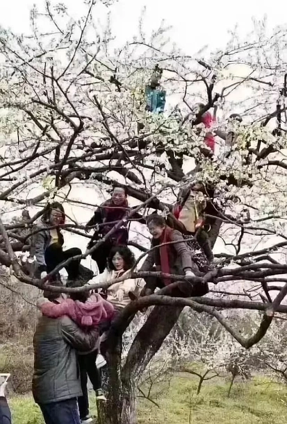 快看，树上挂满中国大妈！“中国式赏花”刷屏，折枝、摇花雨，遭外媒讥讽！