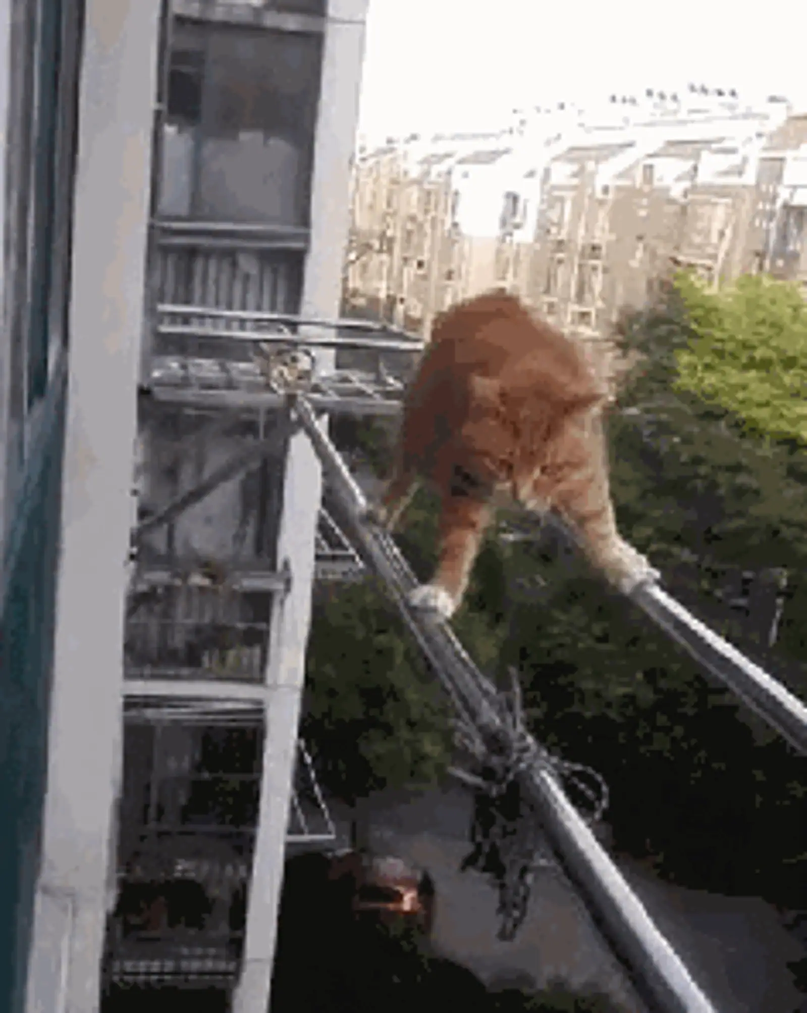 网红残忍虐猫！猫：我也想陪你拍抖音，但我真的没有九条命..