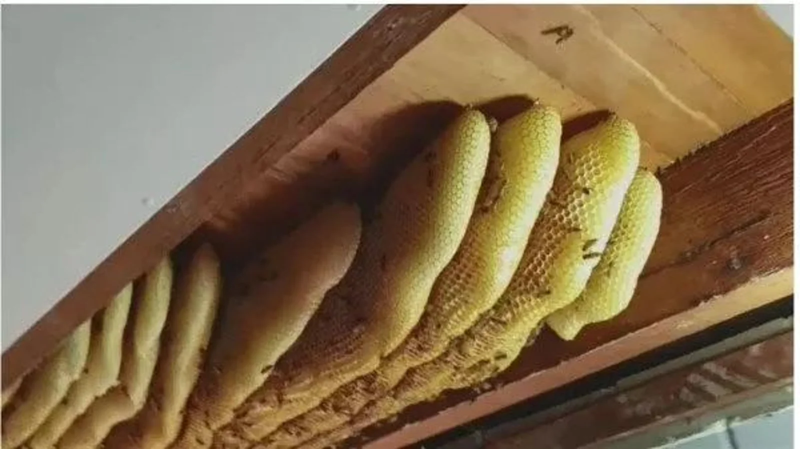 布里斯班民宅天花板惊现巨大蜂巢，密密麻麻数千蜜蜂，简直一蜂蜜加工厂