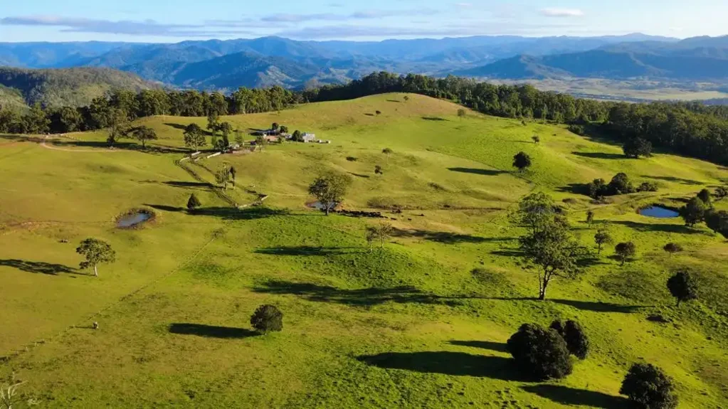 Yarras  CATTLE
